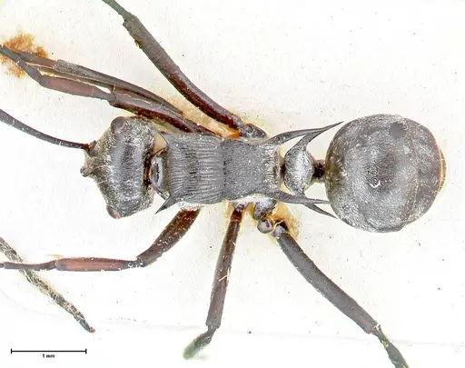 Polyrhachis circumdata specimen FOCOL2614 image focol2614_1
