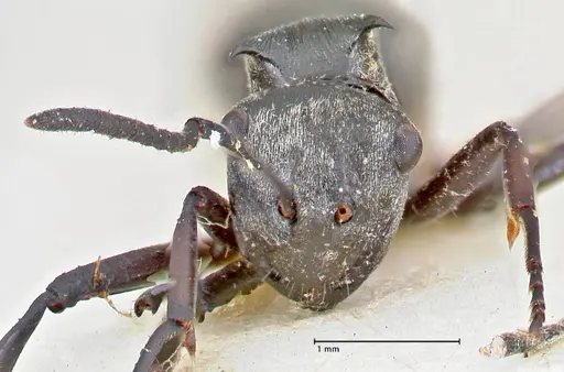 Polyrhachis circumdata specimen FOCOL2614 image focol2614_2