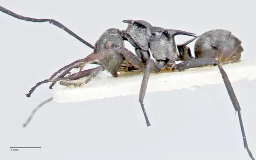 Polyrhachis circumdata specimen FOCOL2614 image focol2614_3