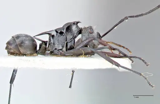 Polyrhachis circumdata specimen FOCOL2614 image focol2614_4