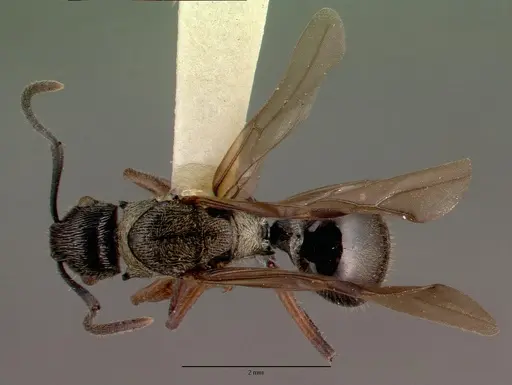Polyrhachis clarkei specimen CASTYPE06972 image castype06972_1