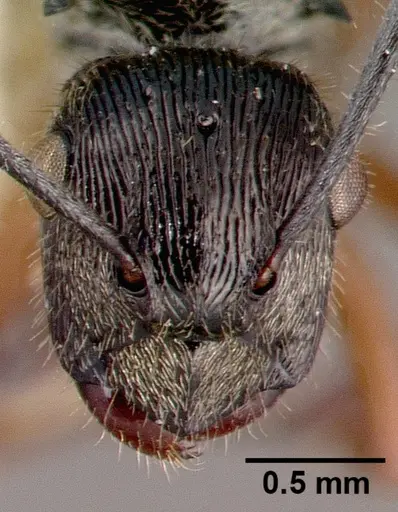 Polyrhachis clarkei specimen CASTYPE06972 image castype06972_2