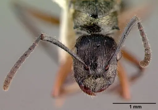 Polyrhachis clarkei specimen CASTYPE06972 image castype06972_3