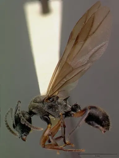 Polyrhachis clarkei specimen CASTYPE06972 image castype06972_4