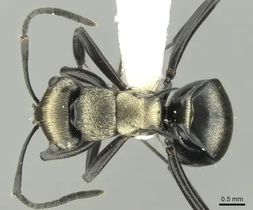 Polyrhachis cleopatra specimen CASENT0906604 image casent0906604_1