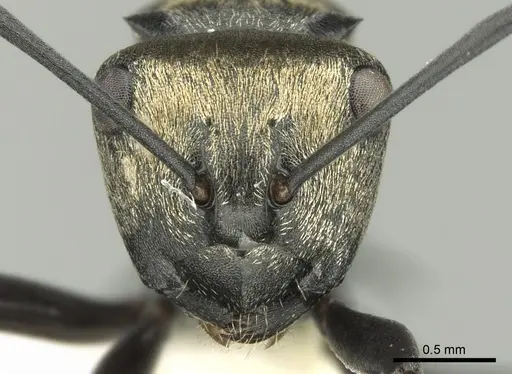 Polyrhachis cleopatra specimen CASENT0906604 image casent0906604_2