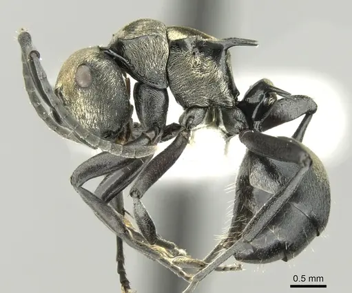 Polyrhachis cleopatra specimen CASENT0906604 image casent0906604_3