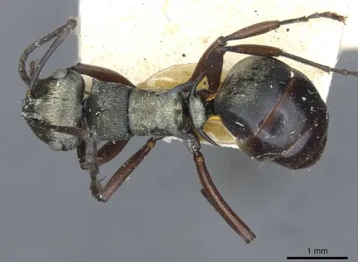 Polyrhachis cleopatra specimen CASENT0910842 image casent0910842_1