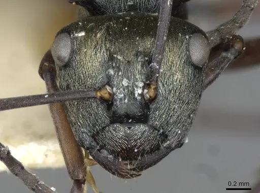 Polyrhachis cleopatra specimen CASENT0910842 image casent0910842_2