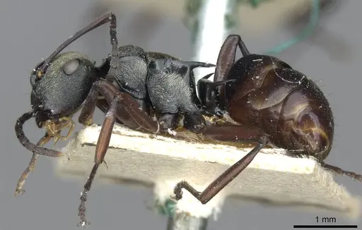 Polyrhachis cleopatra specimen CASENT0910842 image casent0910842_3