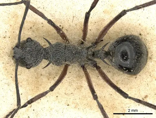 Polyrhachis cleophanes specimen CASENT0901868 image casent0901868_1