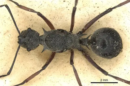 Polyrhachis cleophanes specimen CASENT0901870 image casent0901870_1