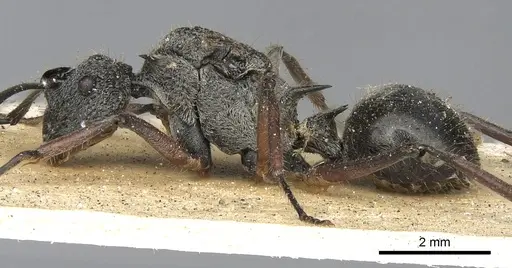 Polyrhachis cleophanes specimen CASENT0901870 image casent0901870_3