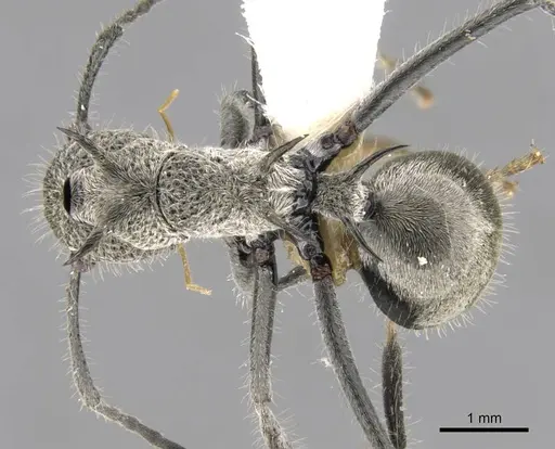 Polyrhachis cleophanes specimen CASENT0906781 image casent0906781_1