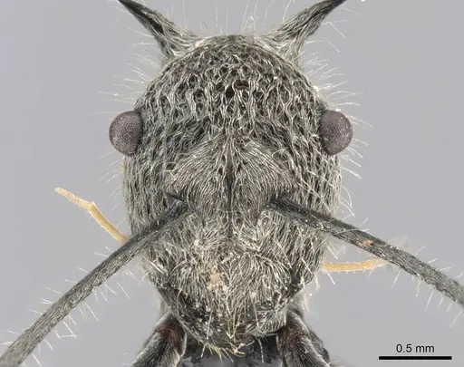 Polyrhachis cleophanes specimen CASENT0906781 image casent0906781_2