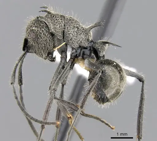 Polyrhachis cleophanes specimen CASENT0906781 image casent0906781_3