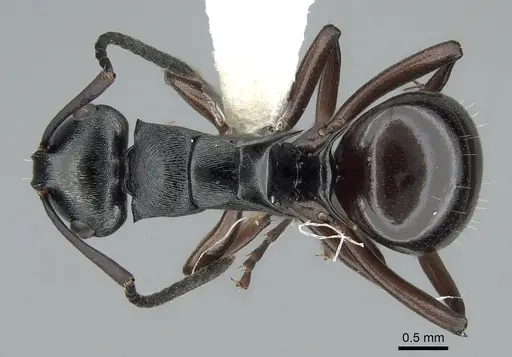 Polyrhachis clio specimen CASENT0281370 image casent0281370_1