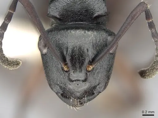 Polyrhachis clio specimen CASENT0281370 image casent0281370_2
