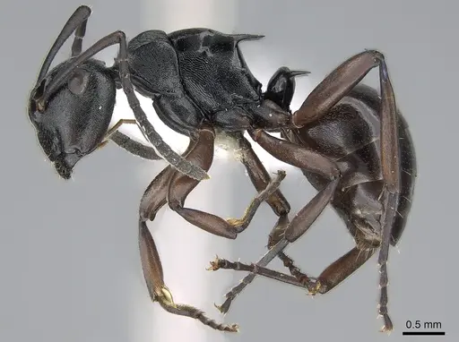 Polyrhachis clio specimen CASENT0281370 image casent0281370_3