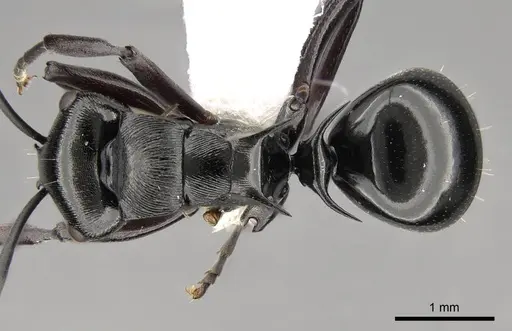 Polyrhachis clio specimen CASENT0281434 image casent0281434_1