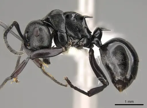 Polyrhachis clio specimen CASENT0281434 image casent0281434_3