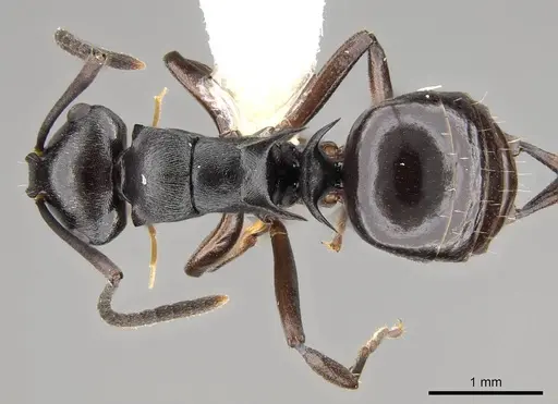 Polyrhachis clio specimen CASENT0281435 image casent0281435_1