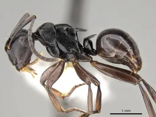 Polyrhachis clio specimen CASENT0281435 image casent0281435_3