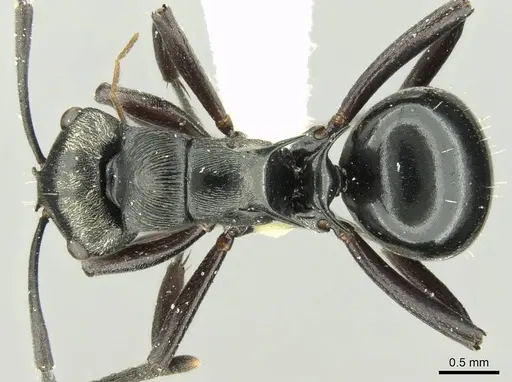 Polyrhachis clio specimen CASENT0906728 image casent0906728_1
