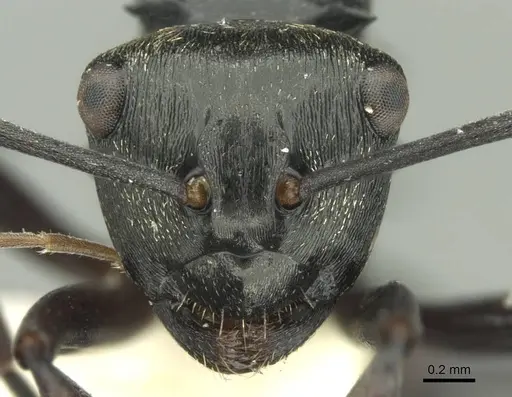 Polyrhachis clio specimen CASENT0906728 image casent0906728_2