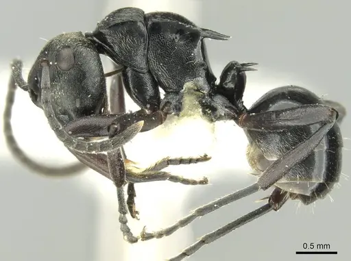Polyrhachis clio specimen CASENT0906728 image casent0906728_3