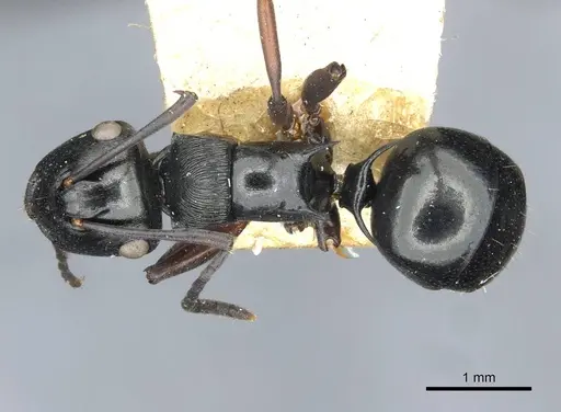 Polyrhachis clio specimen CASENT0910841 image casent0910841_1