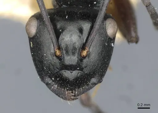Polyrhachis clio specimen CASENT0910841 image casent0910841_2