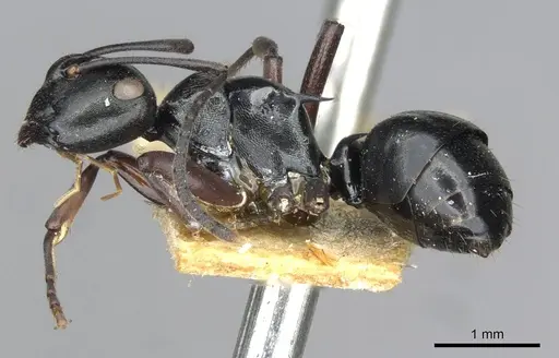 Polyrhachis clio specimen CASENT0910841 image casent0910841_3