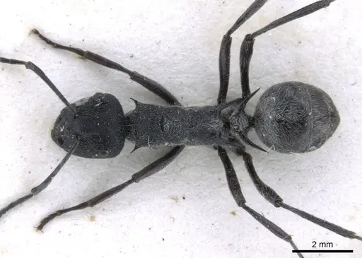 Polyrhachis clotho specimen CASENT0906598 image casent0906598_1