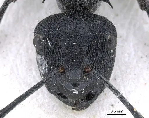 Polyrhachis clotho specimen CASENT0906598 image casent0906598_2