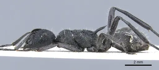 Polyrhachis clotho specimen CASENT0906598 image casent0906598_3