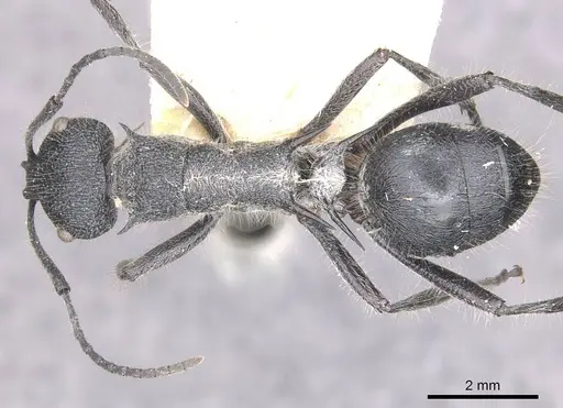Polyrhachis clotho specimen CASENT0910884 image casent0910884_1