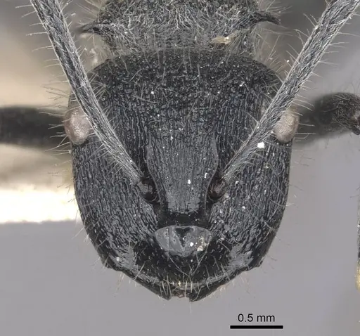 Polyrhachis clotho specimen CASENT0910884 image casent0910884_2