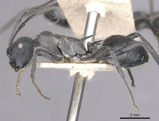 Polyrhachis clotho specimen CASENT0910884 image casent0910884_3