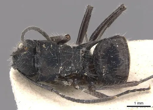 Polyrhachis coerulescens specimen CASENT0905590 image casent0905590_1
