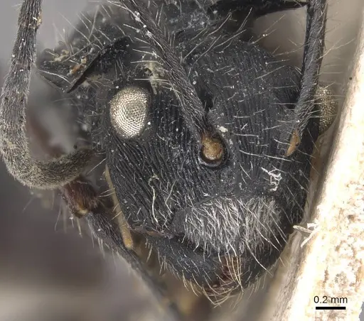 Polyrhachis coerulescens specimen CASENT0905590 image casent0905590_2