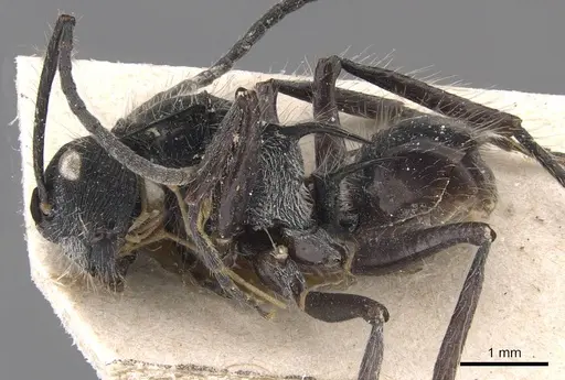 Polyrhachis coerulescens specimen CASENT0905590 image casent0905590_3