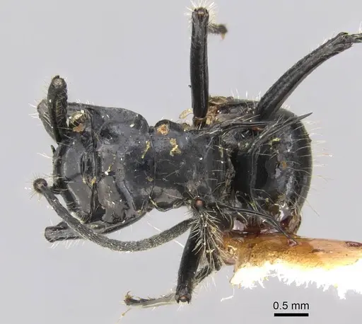 Polyrhachis coerulescens specimen CASENT0906750 image casent0906750_1