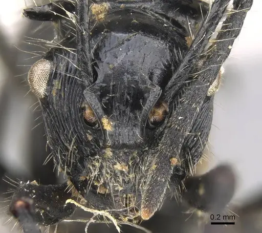 Polyrhachis coerulescens specimen CASENT0906750 image casent0906750_2
