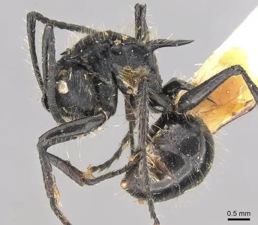 Polyrhachis coerulescens specimen CASENT0906750 image casent0906750_3