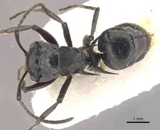 Polyrhachis coerulescens specimen CASENT0910836 image casent0910836_1