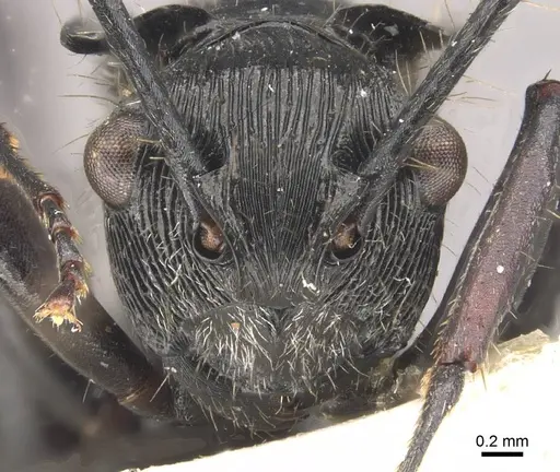 Polyrhachis coerulescens specimen CASENT0910836 image casent0910836_2