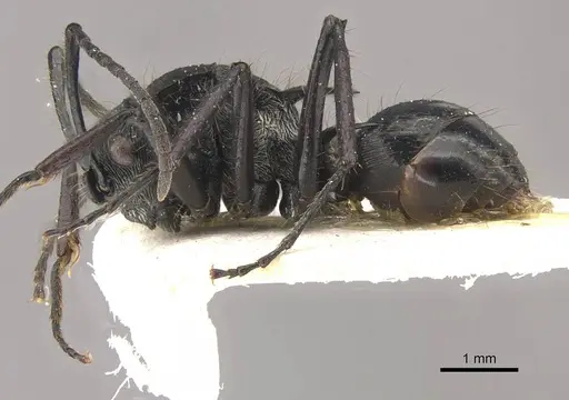 Polyrhachis coerulescens specimen CASENT0910836 image casent0910836_3