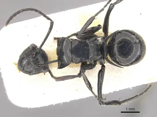 Polyrhachis coerulescens specimen CASENT0910837 image casent0910837_1