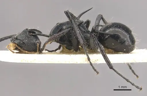 Polyrhachis coerulescens specimen CASENT0910837 image casent0910837_3